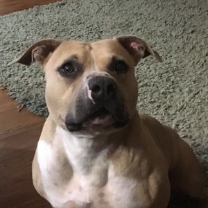 Meet your Posher, Frankie